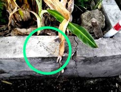 TPT di Desa Keduyung Diduga Dikerjakan Asal Jadi, Abaikan KIP