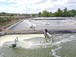 Layanan Listrik Hijau PLN Bantu Petani Tambak Udang di Sulsel Hemat Biaya Operasional dan Tembus Pasar Ekspor