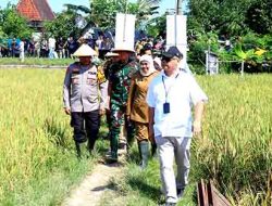 Kapolda Bersama Forkopimda Jatim Panen Raya Padi di Ngawi
