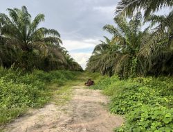 PT AEL Diduga Serobot Lahan Estate 1, Aktivitas Panen Masih Berlangsung Meski Masa Kontrak Telah Berakhir