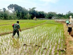 Ini Salah Satu Peran Babinsa Koramil Jogorogo Dalam Mendukung Ketahanan Pangan