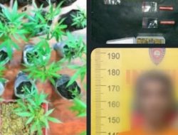 Polres Malang Tangkap Bandar Sabu Sekaligus Pemilik Kebun Ganja di Tumpang