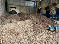 Hari Kesaktian Pancasila, PLN Sulap Limbah Jagung Jadi Listrik, Petani Tuban Dapat Tambahan Penghasilan