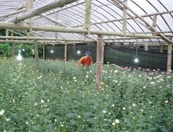 Listrik untuk rakyat, Electrifying Agriculture PLN Tingkatkan Produktivitas Petani Bunga Krisan di Tomohon