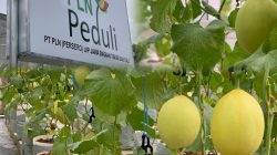 Wujudkan Ketahanan Pangan, PLN UIP JBTB Dorong Budidaya Melon Hidroponik Melalui Pembangunan Greenhouse di Desa Winong Boyolali