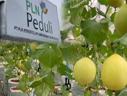 Wujudkan Ketahanan Pangan, PLN UIP JBTB Dorong Budidaya Melon Hidroponik Melalui Pembangunan Greenhouse di Desa Winong Boyolali