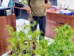 Tanam Ganja di Rumah, Dua Warga Plosoklaten Diamankan Polres Kediri
