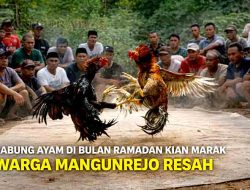 Perjudian Sabung Ayam di Bulan Ramadan Kian Marak, Warga Mangunrejo Resah