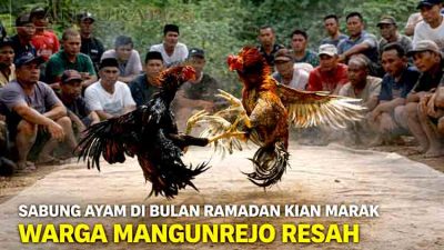 Perjudian Sabung Ayam di Bulan Ramadan Kian Marak, Warga Mangunrejo Resah