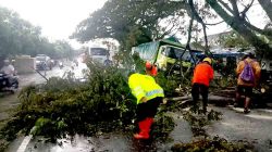 Gercep, Polsek Geneng Evakuasi Pohon Tumbang di Jalur Ngawi–Madiun, Lalu Lintas Kembali Normal