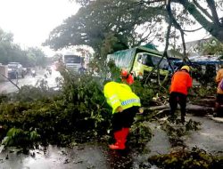 Gercep, Polsek Geneng Evakuasi Pohon Tumbang di Jalur Ngawi–Madiun, Lalu Lintas Kembali Normal