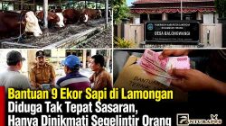 Bantuan 9 Ekor Sapi di Lamongan Diduga Tak Tepat Sasaran, Hanya Dinikmati Segelintir Orang