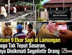 Bantuan 9 Ekor Sapi di Lamongan Diduga Tak Tepat Sasaran, Hanya Dinikmati Segelintir Orang