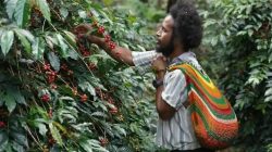 Moment Hari Buruh, PLN Peduli Bantu Kopi Tiom Papua Tembus Pasar Nasional dan Tingkatkan Penghasilan Petani