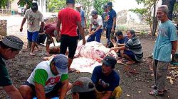 “Kurban Melimpah di Kebaron Sidoarjo, Bukti Kekompakan Warga Kian Tak Tertandingi”