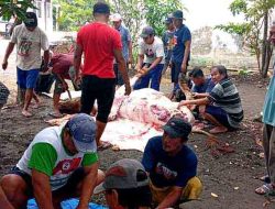 “Kurban Melimpah di Kebaron Sidoarjo, Bukti Kekompakan Warga Kian Tak Tertandingi”
