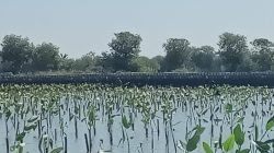 Prestasi PLN UIP JBTB dalam Peringatan Hari Bumi, PLN UIP JBTB Hijaukan Pesisir Gresik Lewat Penanaman 20.000 Bibit Mangrove