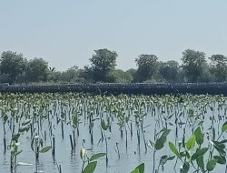 Prestasi PLN UIP JBTB dalam Peringatan Hari Bumi, PLN UIP JBTB Hijaukan Pesisir Gresik Lewat Penanaman 20.000 Bibit Mangrove