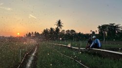Sambut HUT RI ke-81,Tarif Listrik Triwulan III 2026 Tetap, PLN Pastikan Layanan Andal untuk Rakyat