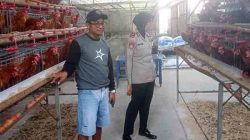 Dorong Produktivitas Peternak, Kapolsek Papar Dukung Program Ketahanan Pangan