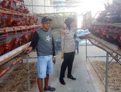 Dorong Produktivitas Peternak, Kapolsek Papar Dukung Program Ketahanan Pangan