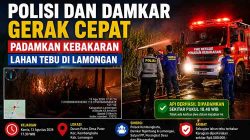 Polisi dan Damkar Gerak Cepat Padamkan Kebakaran Lahan Tebu di Lamongan