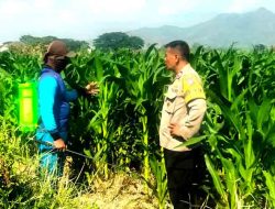 Bhabinkamtibmas Ngampel Edukasi Petani, Dorong Pengendalian Hama Jagung untuk Dukung Ketahanan Pangan