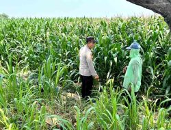 Kapolsek Kunjang Turun ke Lahan, Dampingi Petani Rawat Jagung