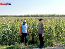 Pastikan Petani Tak Berjalan Sendiri, Polres Kediri Perkuat Mitigasi Hama Lewat Sambang Warga