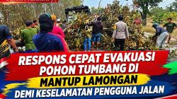 Respons Cepat Evakuasi Pohon Tumbang di Mantup Lamongan Demi Keselamatan Pengguna Jalan