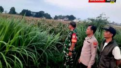 Perkuat Ketahanan Pangan, Polsek Gurah Dampingi Panen hingga Penjualan Jagung BUMDes Wonojoyo