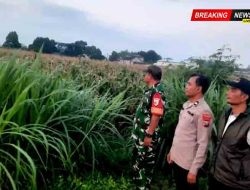 Perkuat Ketahanan Pangan, Polsek Gurah Dampingi Panen hingga Penjualan Jagung BUMDes Wonojoyo